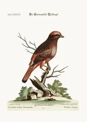 Der rote Vogel aus Surinam, 1749-73